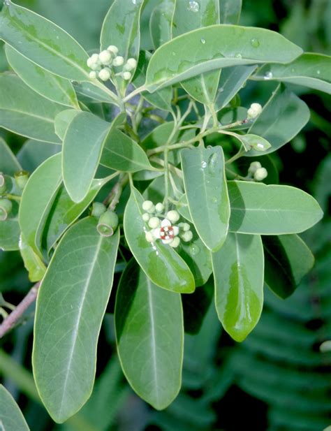 Santalum Album L Plants Of The World Online Kew Science