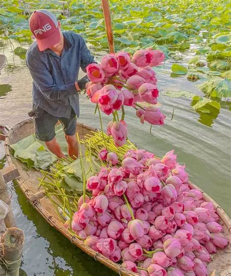 15 Types Of Lotus Flowers And Their Meaning Amaze Vege Garden