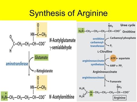 Biosynthesis of amino_acids