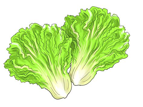 Lettuce clipart 5 – Clipartix