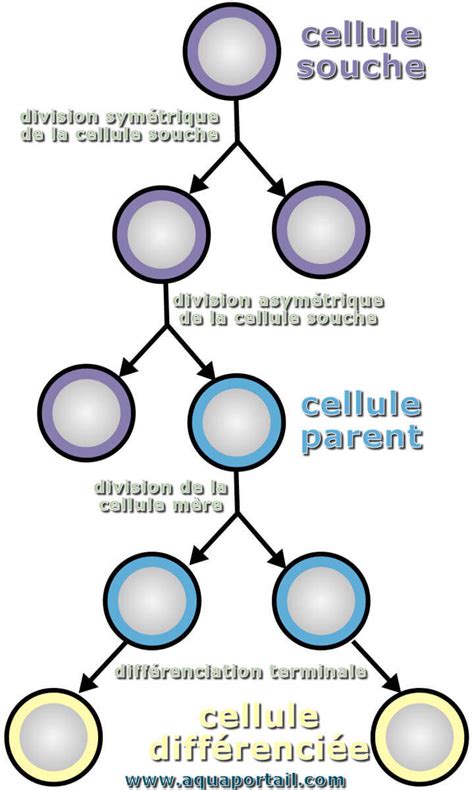 Différenciation Cellulaire Définition Et Explications