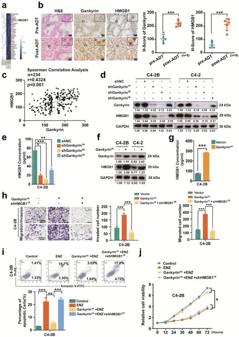 Hmgb1 Is Indispensable For Gankyrin Induced Cell Migration Invasion