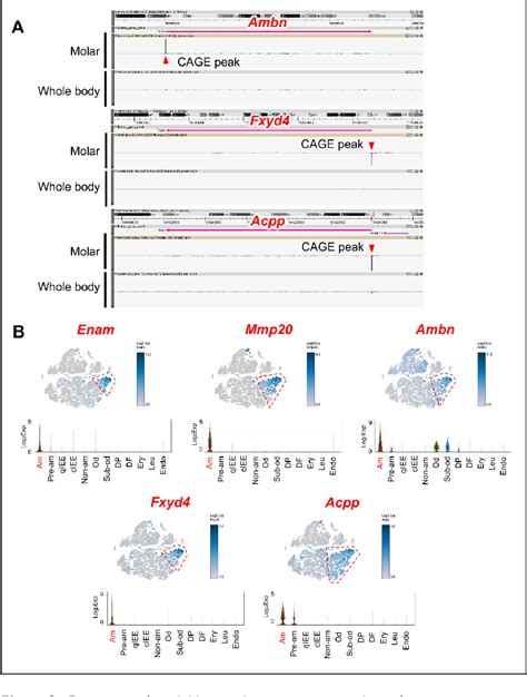 Figure From Integration Of Single Cell Rna And Cage Seq Reveals