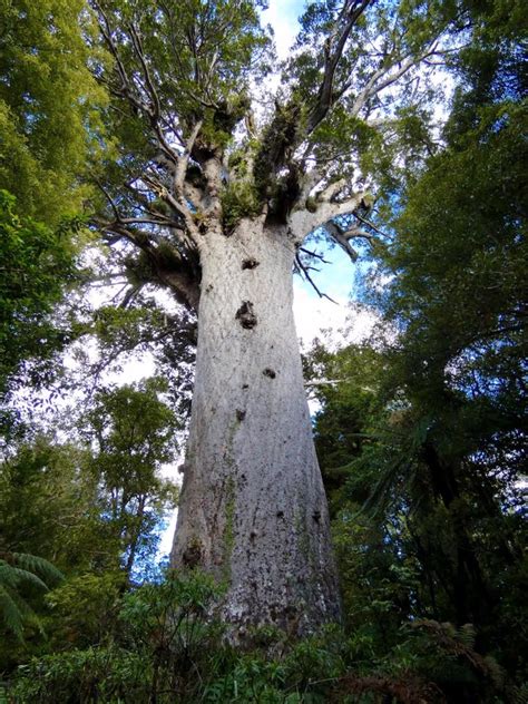 New Zealand – Giant Kauri Trees at Waipoua National Park – Travel2Unlimited