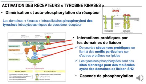 récepteurs à actvité enzymatique Biologie cellulaire Tutorat