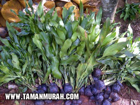 Jual Pohon Hanjuang Hijau Tanaman Hias Andong Jual Tanaman Hias