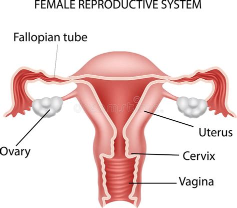 Sistema Reproductivo Femenino En Línea órganos Reproductivos Femeninos