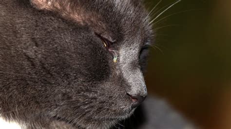 10 Penyebab Kucing Belekan Hitam Merah Kuning Beserta Cara Mengobati