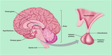 Pituitary Adenoma - Symptoms | Macroadenoma Radiology & Adenoma | Byju's