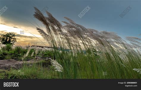 Kans Grass/ Kash Phool Image & Photo (Free Trial) | Bigstock