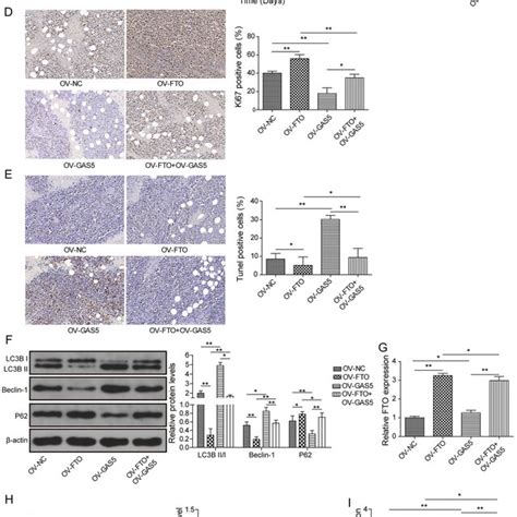 Effects Of Ov Fto And Ov Gas On Nsclc Tumor Growth In Vivo H Cells