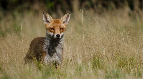 Basc Opposes Ban On Snares In Wales Basc