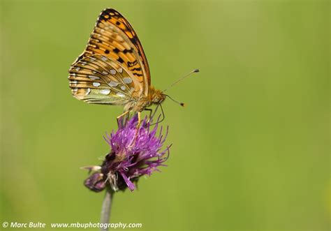 Photo Dark Green Fritillary Speyeria Aglaja Observation Org