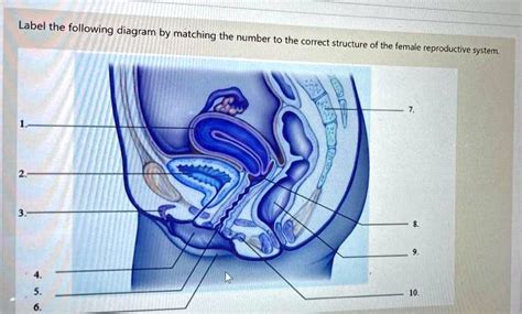 Solved Label The Following Diagram By Matching The Number To The