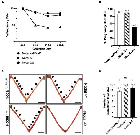 Frontiers Uterine Nodal Expression Supports Maternal Immunotolerance