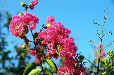 Lilas Des Indes Comment Le Cultiver Jardinage Fm Guide Du Jardinage