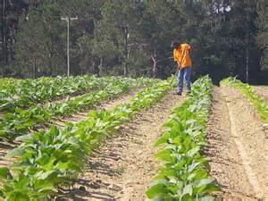 Traditional Tobacco Farming, Ben Hill County | Vanishing Georgia ...