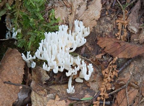 White Coral Fungs Ramariopsis Kunzei Stock Photo Image Of