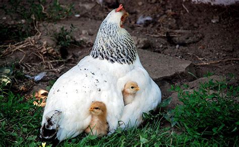 Le Poussin Le Petit De La Poule Et Du Coq