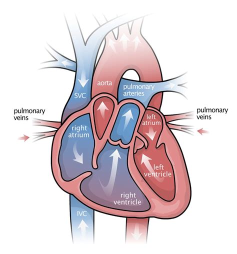 Heart Cross Section Diagram