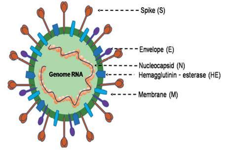 Les Composantes Physiopathologiques De Linfection Par Le SARS CoV 2