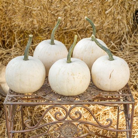 Pumpkin Seeds Snowball F1 Hybrid Small White Pumpkin 10 Seeds