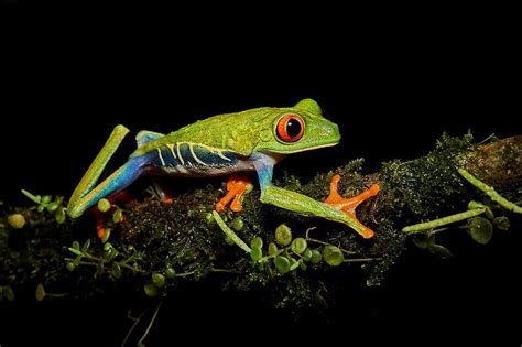 Ranas rana arborícola de ojos rojos anfibio Fondo de pantalla HD