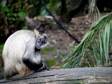 Spider Monkey Auckland Zoo Yortw Flickr