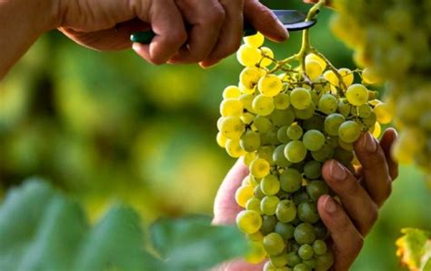 Vendemmia Scoperti Otto Lavoratori In Nero Multa Per Le Aziende