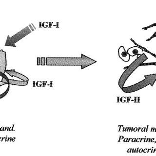 Schematic Representation Of The Autocrine Paracrine And Endocrine