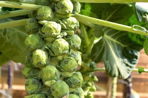 What Are Good Companion Plants For Brussel Sprouts