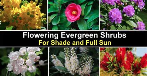 23 Flowering Evergreen Shrubs With Pictures And Identification