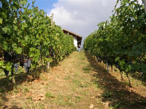 Mije Ano Bijelo Vino Gra Evina I Rajnski Rizling Bron Ana Medalja