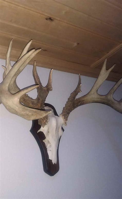 White tailed deer– Finland, the only European country where white tail ...