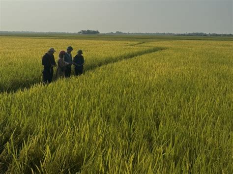 Nắng nóng gay gắt trên 40 độ C nông dân Quảng Trị tranh thủ gặt lúa vào ban đêm