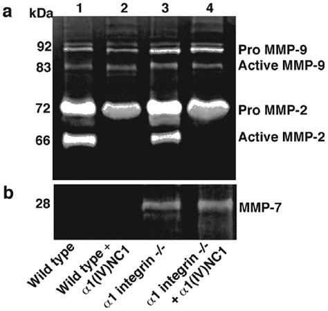 Regulation Of Mmp 2 Activation By A1ivnc1 Download Scientific Diagram