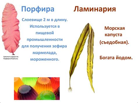 Водоросли. Признак растения: способность к фотосинтезу - online ...