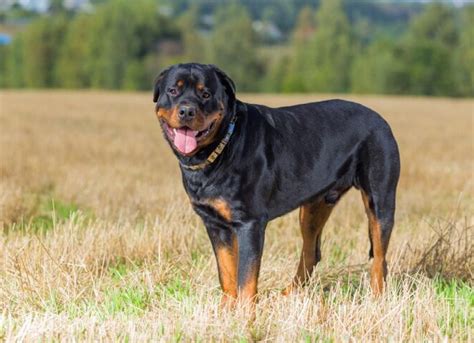 Rottweiler Dog Breed Health and Care | PetMD