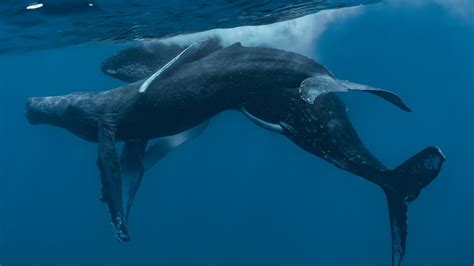 Humpback Whales Photographed Having Sex For First Time And Both Were