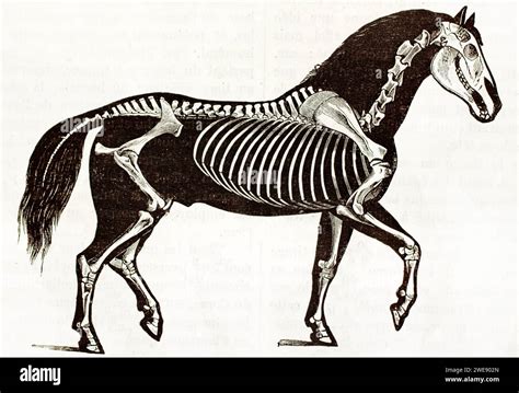 Anatomie Squelette Cheval Banque De Photographies Et Dimages à Haute