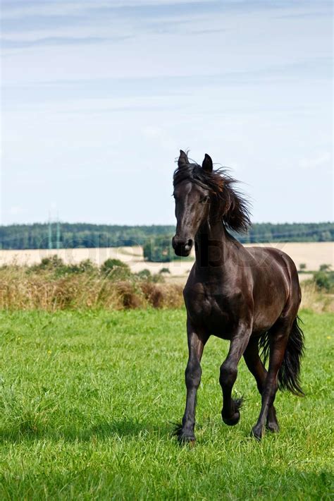 Frieser Hest Galopperede P En Gr N Mark Stock Foto Colourbox