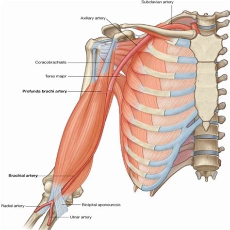 Brachial Artery Anatomy