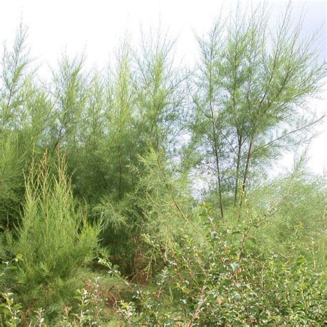 TAMARIX TETRANDRA - Houtmeyers Plantencentrum en Boomkwekerij Laakdal