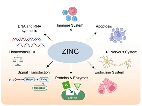 Biomolecules Free Full Text The Important Role Of Zinc In