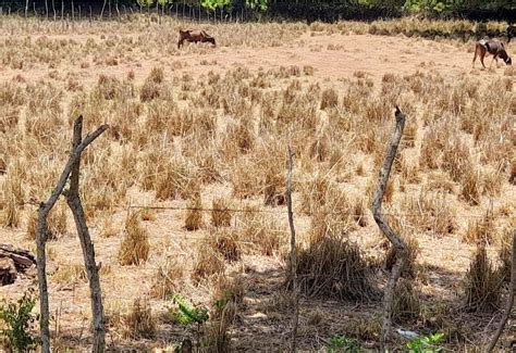 Sequ A Sigue Causando Estragos En Actividades Agropecuaria De Puerto