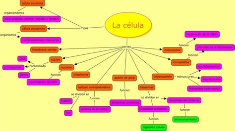 Cuadros Sin Pticos Sobre Las C Lulas Cuadro Comparativo