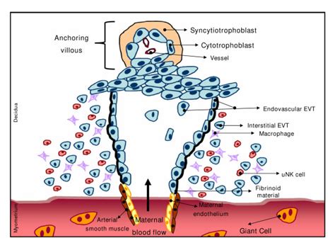 Maternal Spiral Artery Remodeling Through The Combined Action Of