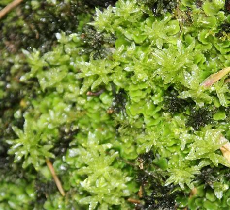 Palm-tree Moss from Saltwells NNR, Dudley, UK on April 30, 2023 at 04: