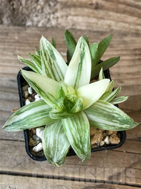 SHPR8761 Haworthia cymbiformis f. variegata - Кактус онлайн 