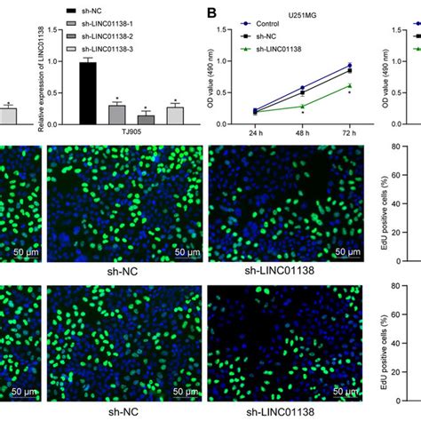 Silencing Linc01138 Inhibits Human Glioma Cell Proliferation A